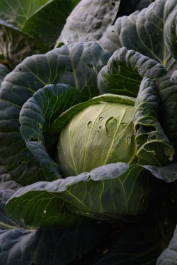 Tarım endüstrisi. Bahçede lahana kafası var. Yakın plan..