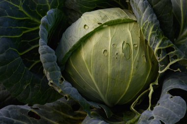 Tarım endüstrisi. Bahçede lahana kafası var. Yakın plan..