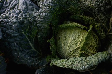 Tarım endüstrisi. Bahçede lahana kafası var. Yakın plan..