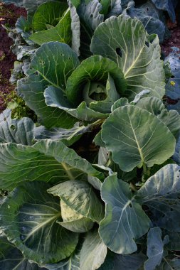 Tarım endüstrisi. Bahçede lahana kafası var. Yakın plan..