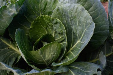 Tarım endüstrisi. Bahçede lahana kafası var. Yakın plan..