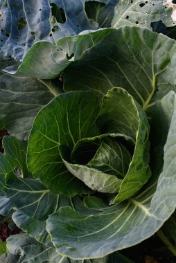 Tarım endüstrisi. Bahçede lahana kafası var. Yakın plan..