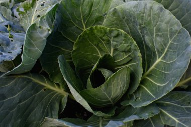 Tarım endüstrisi. Bahçede lahana kafası var. Yakın plan..