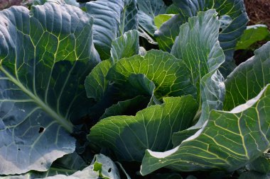 Tarım endüstrisi. Bahçede lahana kafası var. Yakın plan..