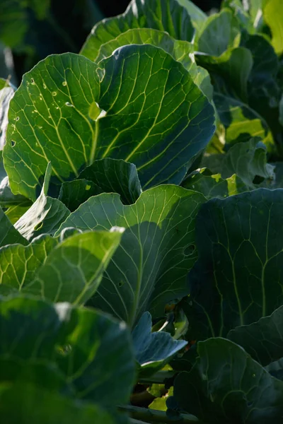Zemědělský Průmysl Zelí Listy Zahradě Close — Stock fotografie