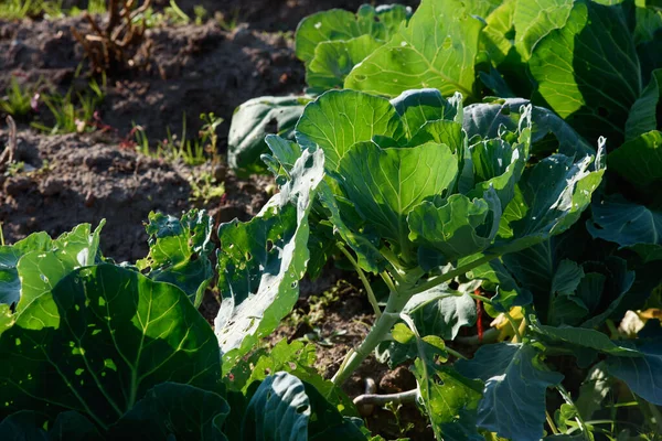 Agricultural industry. Cabbage leaves in the garden close-up.