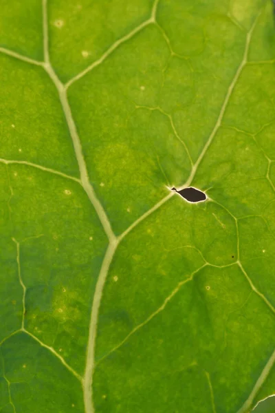 Sfondo Vicino Foglia Verde Cavolo Nella Retroilluminazione Con Striature Buchi — Foto Stock