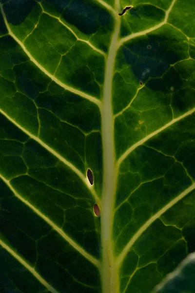 Närbild Bakgrund Gröna Blad Kål Bakgrunden Med Ränder Och Hål — Stockfoto