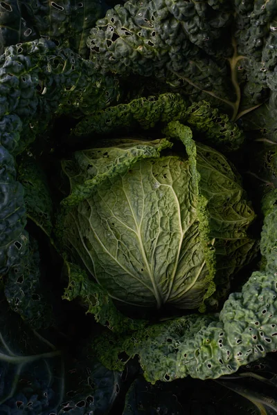 Agricultural industry. Cabbage head in the garden close-up.