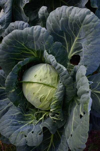 Agricultural industry. Cabbage head in the garden close-up.