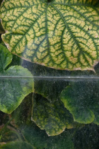 农业工业 黄瓜和黄瓜灌木的叶子 透过一个旧温室的脏兮兮 尘土飞扬的玻璃窗观看 — 图库照片