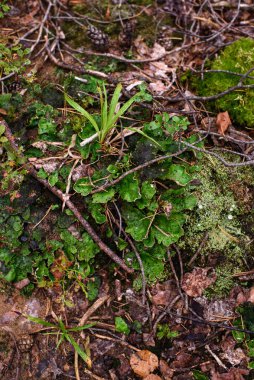 Yakın plan arkaplan. Yosun ve zambaklar ormanda yerde..