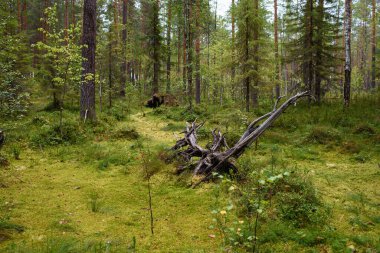 Ormandaki bataklıktan geçen bir patika..