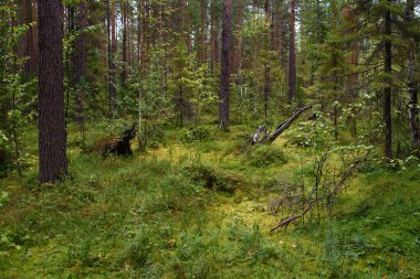 Ormandaki bataklıktan geçen bir patika..