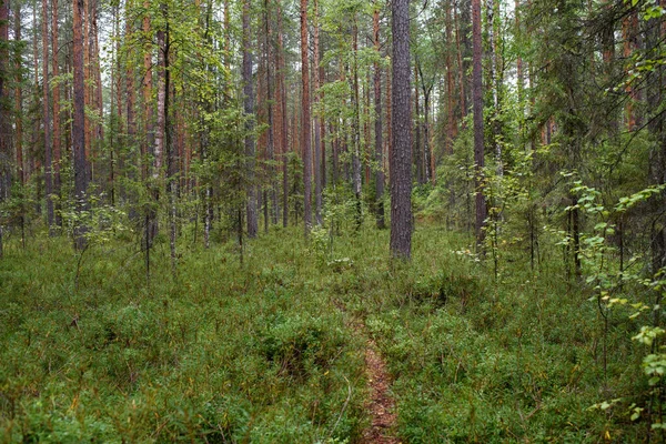 Sentier Qui Traverse Une Zone Marécageuse Dans Forêt — Photo