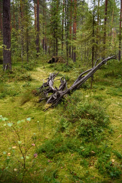 Sentier Qui Traverse Une Zone Marécageuse Dans Forêt — Photo