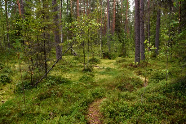 Ścieżka Wiodąca Przez Bagnisty Obszar Lesie — Zdjęcie stockowe