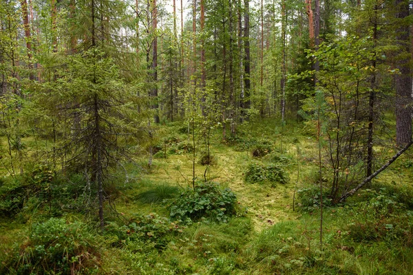 Egy Ösvény Vezet Keresztül Egy Mocsaras Területen Erdőben — Stock Fotó
