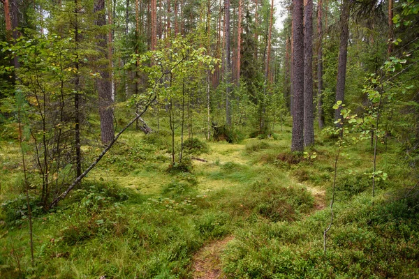 Caminho Que Leva Através Uma Área Pantanosa Floresta — Fotografia de Stock