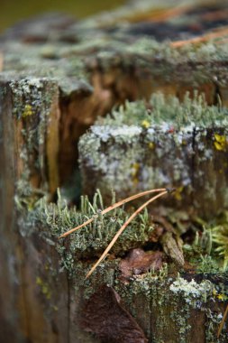 Yosun, zambak ve çam iğneleri yakın planda..