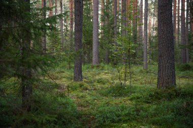 Hava kararmadan önce orman manzaraları. Karanlık çoktan toplanmaya başladı, ama batan güneşin soluk ışığı hala yaprakları aydınlatıyor..
