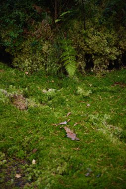 Ormandaki bataklıkta bir eğrelti otu. Yakın plan..