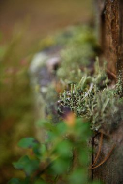 Yosun, zambak ve çam iğneleri yakın planda..