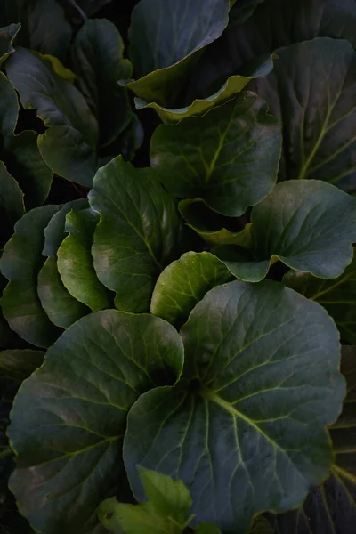Detailní Záběr Pozadí Badan Rostlina Velkými Zelenými Listy Před Západem — Stock fotografie