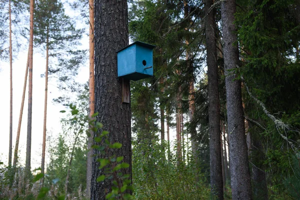 公園の木の上に吊るされた自家製の鳥の家 — ストック写真