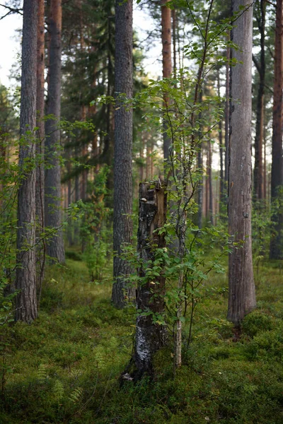 Forest Landscapes Dusk Darkness Already Gathering Faint Light Setting Sun — Stock Photo, Image