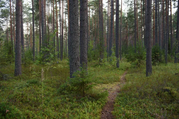 Boslandschappen Voor Zonsondergang Duisternis Aan Het Verzamelen Maar Het Zwakke — Stockfoto