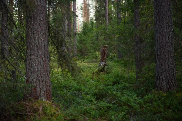 Paisajes Forestales Antes Del Anochecer Oscuridad Está Acumulando Pero Tenue —  Fotos de Stock