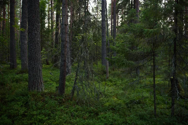 Waldlandschaften Vor Der Dämmerung Die Dunkelheit Ist Bereits Anmarsch Aber — Stockfoto