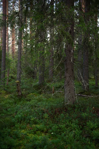 Paisagens Florestais Antes Anoitecer Escuridão Está Reunindo Mas Luz Fraca — Fotografia de Stock