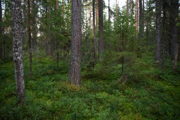 Paisajes Forestales Antes Del Anochecer Oscuridad Está Acumulando Pero Tenue — Foto de Stock