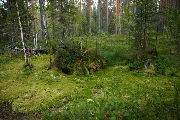 Landskap Ett Sumpigt Område Norra Skogen — Stockfoto