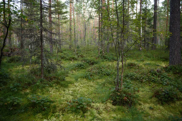 Landschap Een Moerassig Gebied Het Noordelijke Bos — Stockfoto