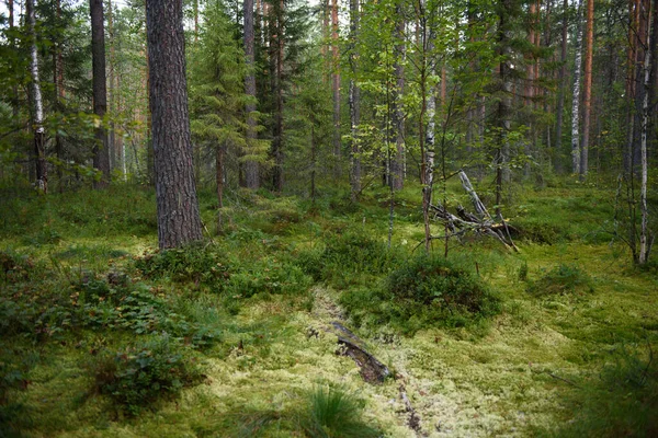 Krajobraz Bagnisty Obszar Północnym Lesie — Zdjęcie stockowe