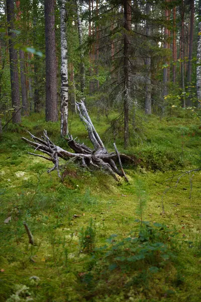 Detailní Záběr Kořenů Stromu Který Spadl Bažině Severním Lese — Stock fotografie