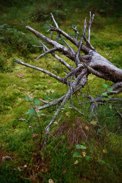 Närbild Rötterna Till Ett Träd Som Föll Ett Träsk Den — Stockfoto