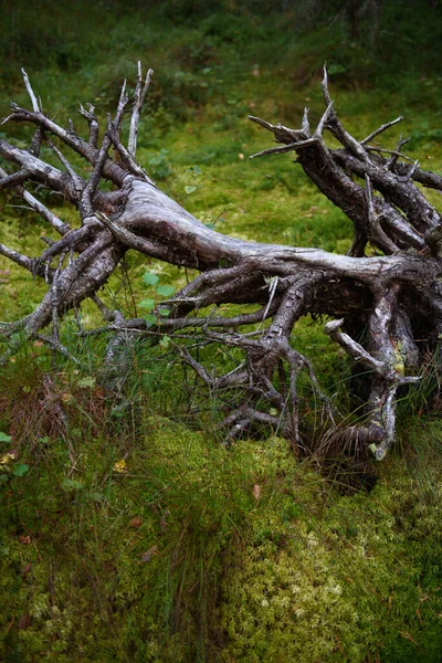 Gros Plan Des Racines Arbre Tombé Dans Marécage Forêt Nord — Photo