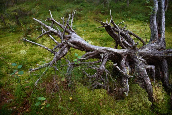 Primo Piano Delle Radici Albero Caduto Una Palude Nella Foresta — Foto Stock