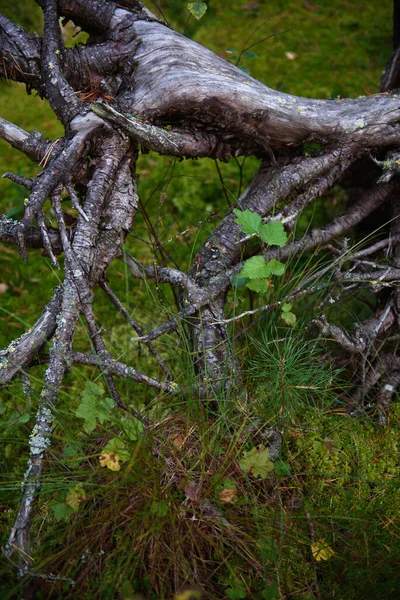 北の森の沼に落ちた木の根のクローズアップ — ストック写真