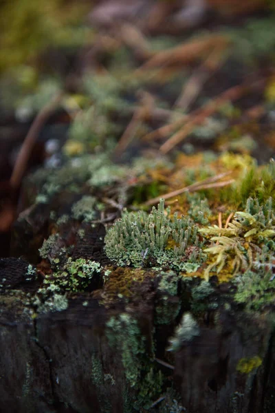 Moss Líquenes Agujas Pino Viejo Tocón Cerca — Foto de Stock