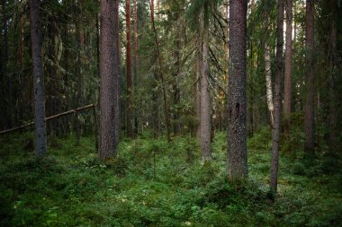 Yoğun gölgeli ve güneşli bölgelerle aydınlık ağaçlarla kaplı, yosun kaplı sık bir orman..