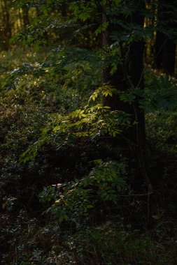 Yoğun ormanda güneşin ışığında yeşil yapraklı Rowan ağacı.