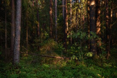 Yoğun ormanda güneşin ışığında yeşil yapraklı Rowan ağacı.