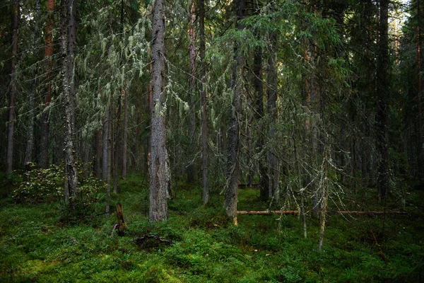 Dense Forest Heavily Shaded Brightly Illuminated Sun Areas Trees Covered — Stock Photo, Image