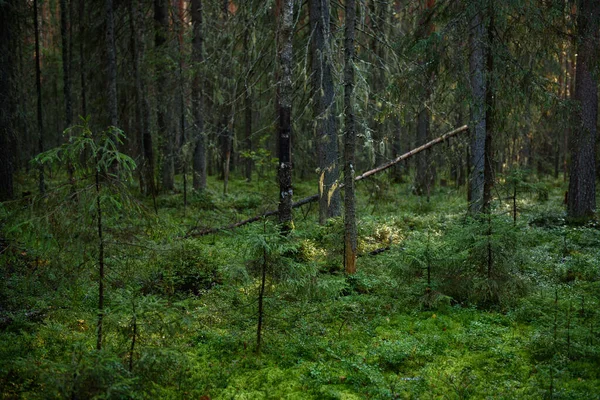 Een Dicht Bos Met Zwaar Beschaduwd Helder Verlicht Door Zon — Stockfoto