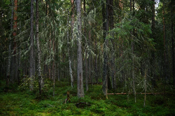 Плотный Лес Густыми Тенистыми Ярко Освещенными Солнечными Лучами Деревьями Покрытыми — стоковое фото